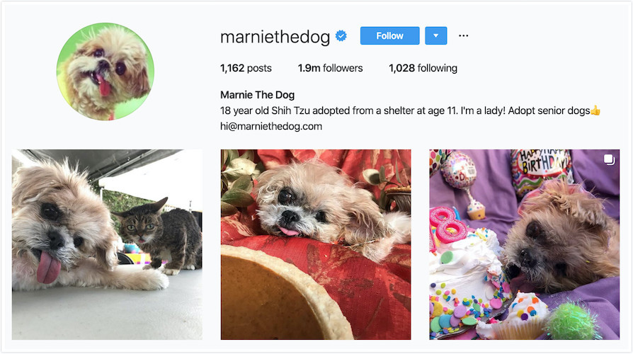 Instagram Profile of Marnie the Dog