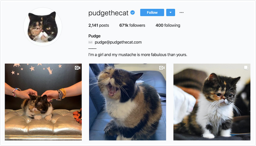 Instagram Profile Pudge