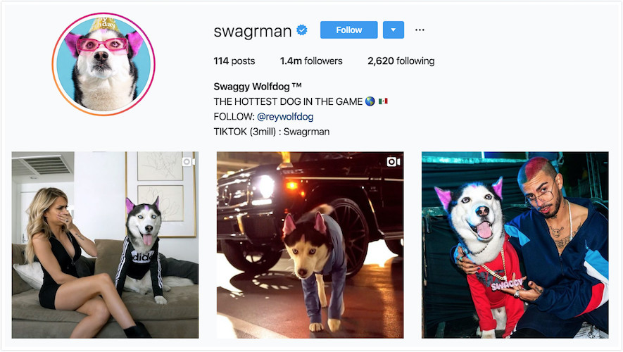 Instagram Profile of Swaggy Wolfdog