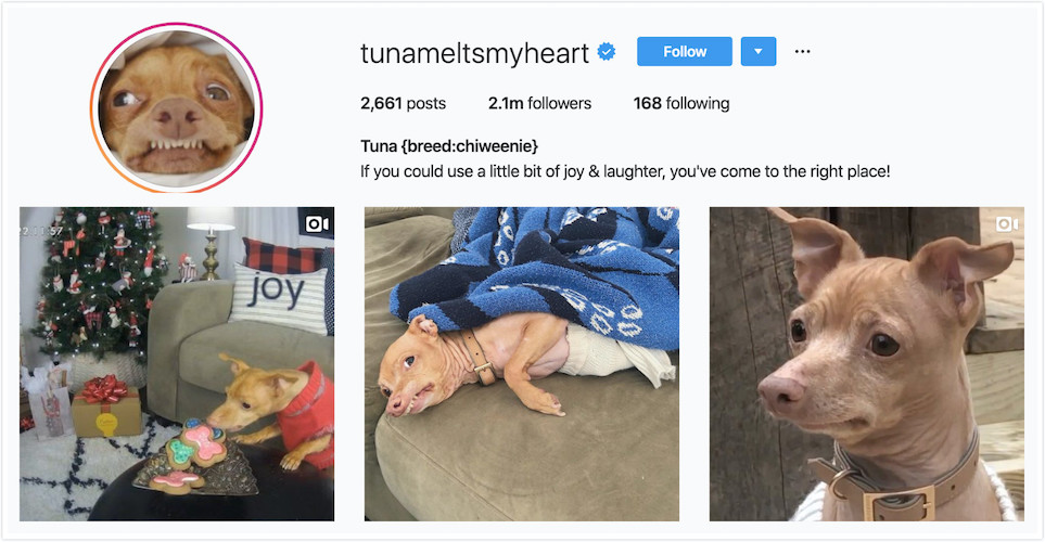 Instagram Profile of Tuna