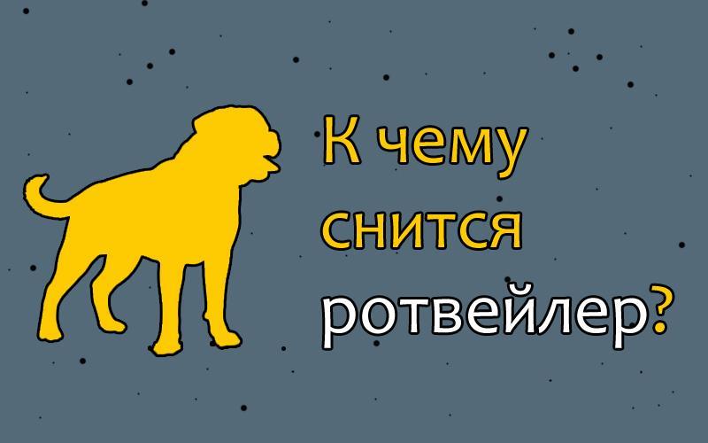 К чему снится собака. К чему снится ротвейлер. Приснился ротвейлер. Приснился щенок ротвейлера. Собака во сне к чему снится.