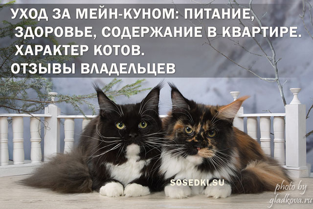 Уход за мейн-куном: питание, здоровье, содержание в квартире. Характер котов. Отзывы владельцев (ФОТО)
питомник мейн кунов в москве и московской области