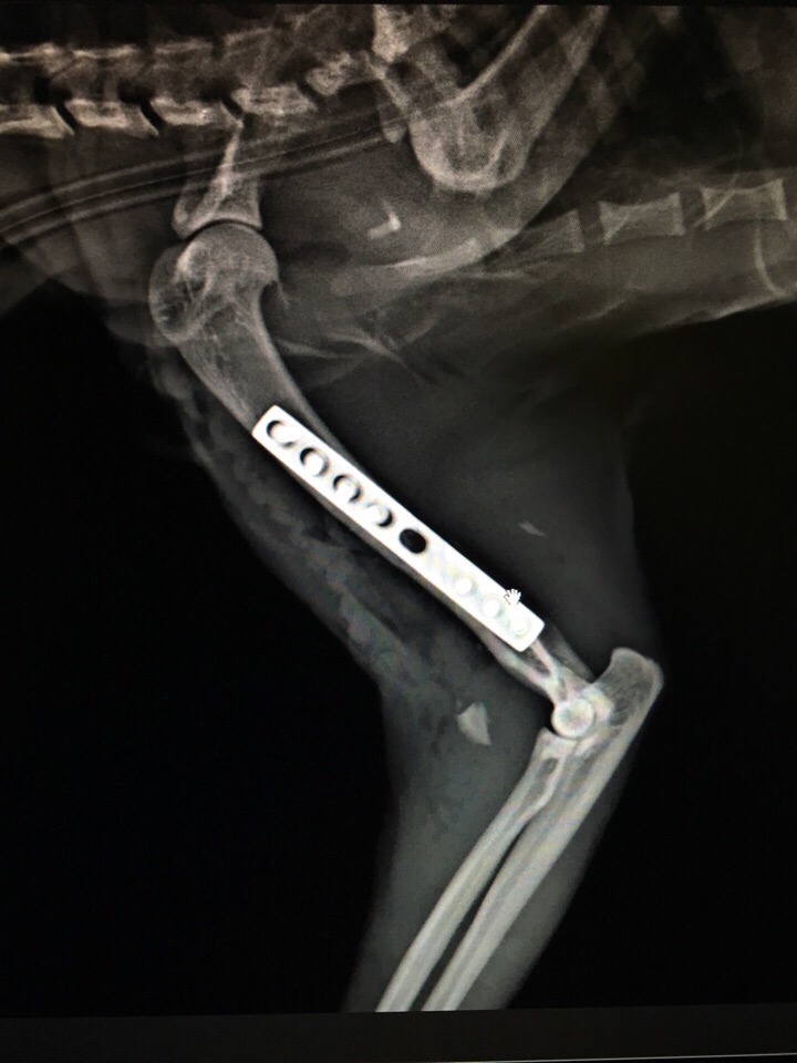 Пластина при переломе. Остеосинтез большеберцовой кости у собаки. Остеосинтез плечевой кости у собаки. Остеосинтез плечевой кости у кота. Остеосинтез бедренной кости у собаки.