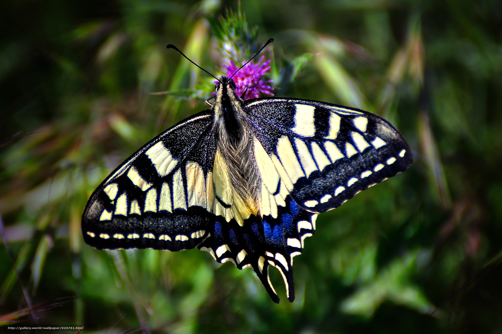 Бабочки фото и названия средней полосы