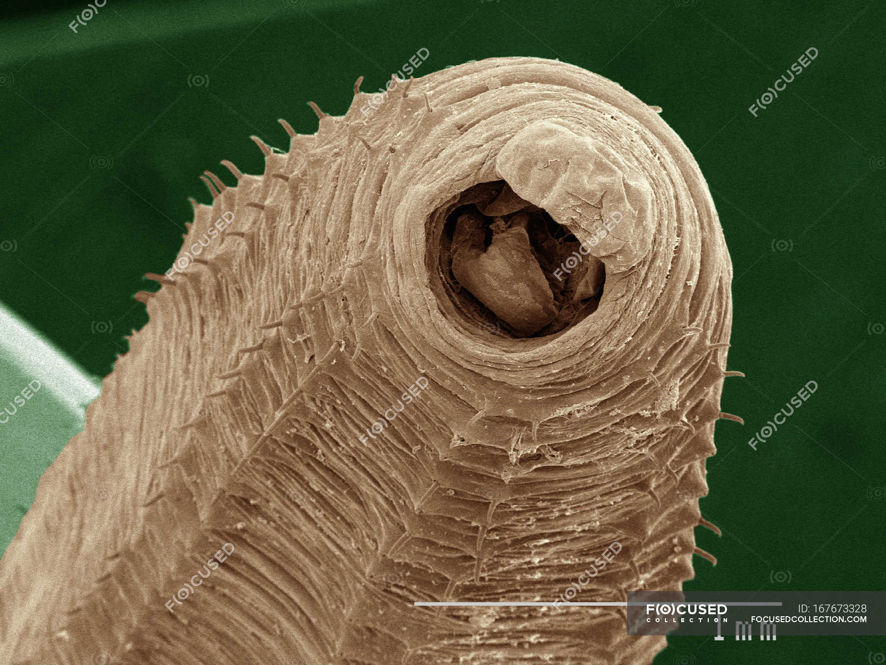 Микрофотография дождевого червя