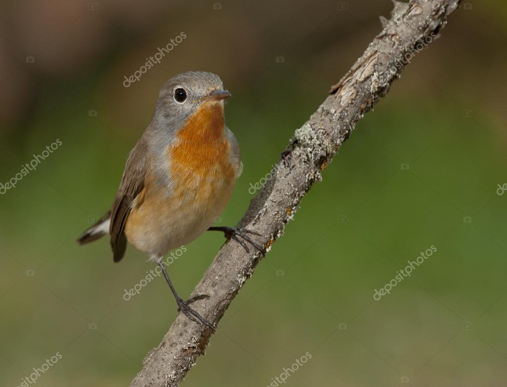 Птичка с оранжевой грудкой фото
