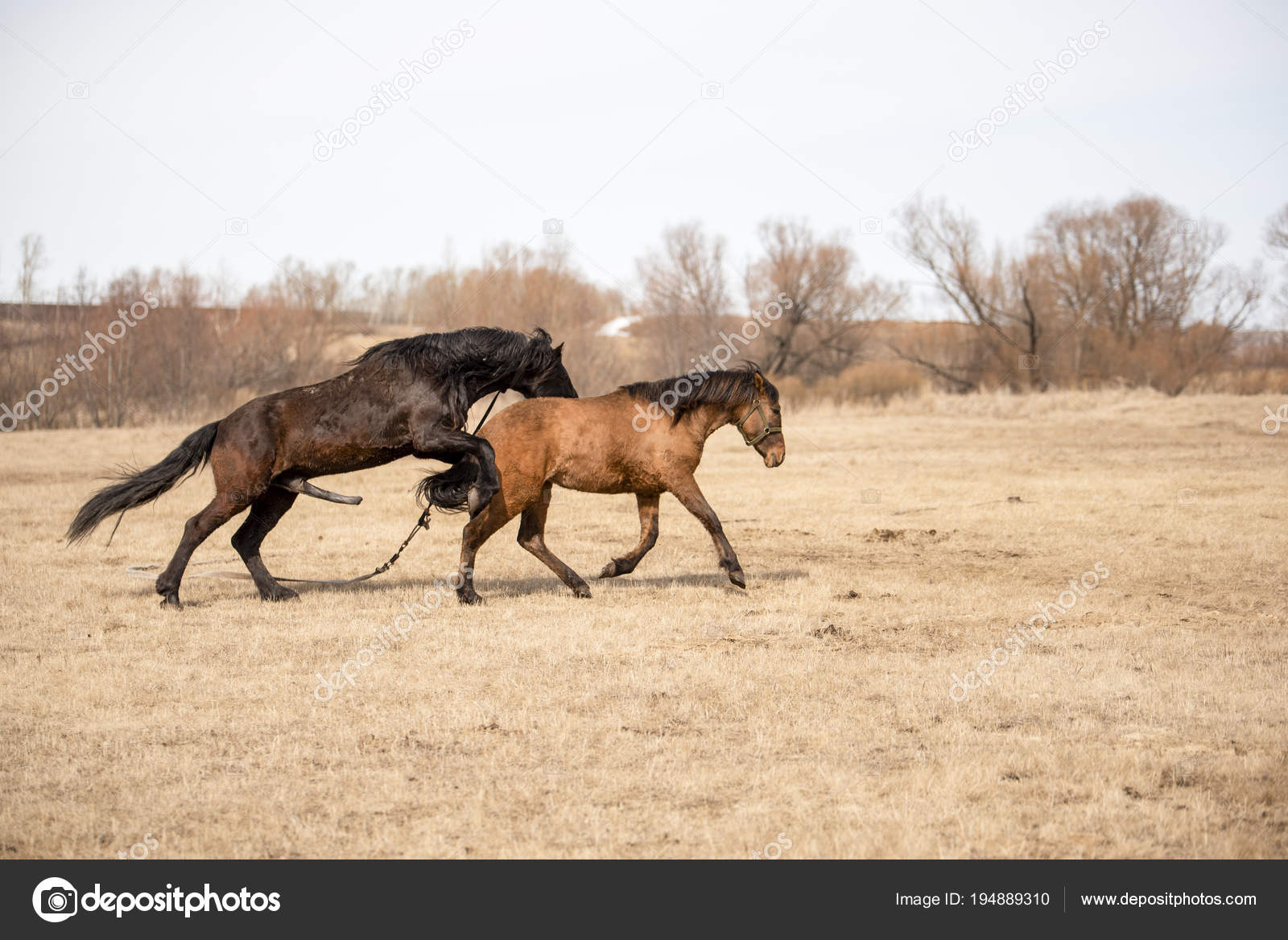 спаривание лошадей крупным планом фото