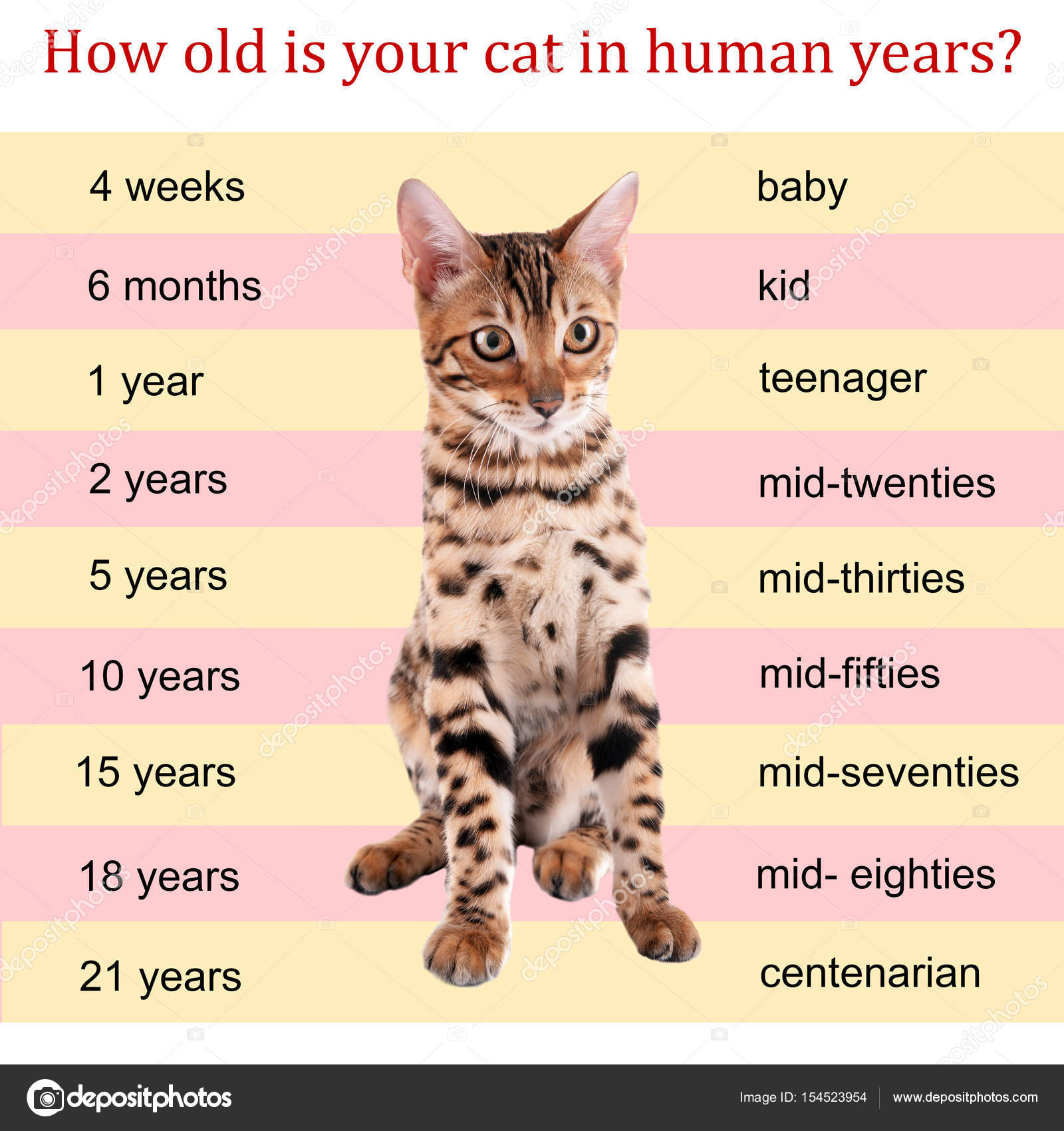 Определить возраст кота по фото