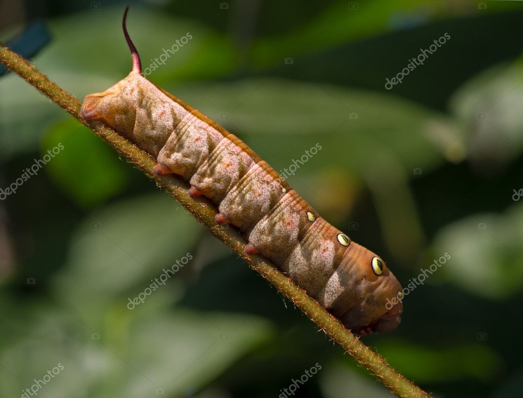 Коричневый Caterpillar гусеница