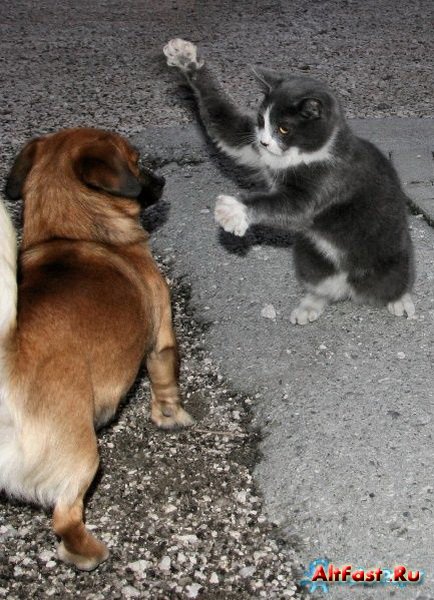 Фото кот дерется с собакой