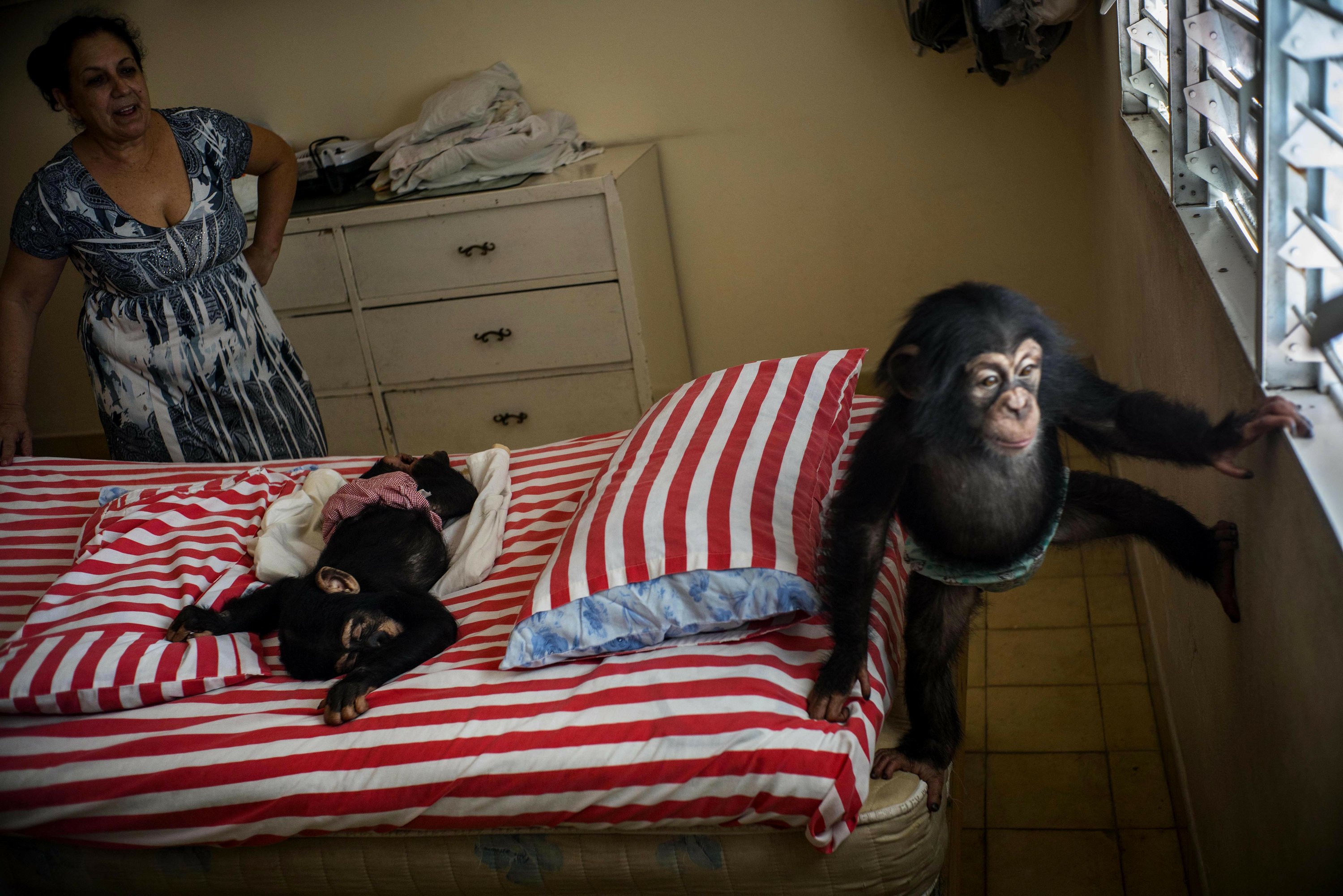 Сколько живут обезьяны в домашних. Обезьянка в квартире. Обезьяна в доме. Обезьяна живет в квартире. Шимпанзе домашний.