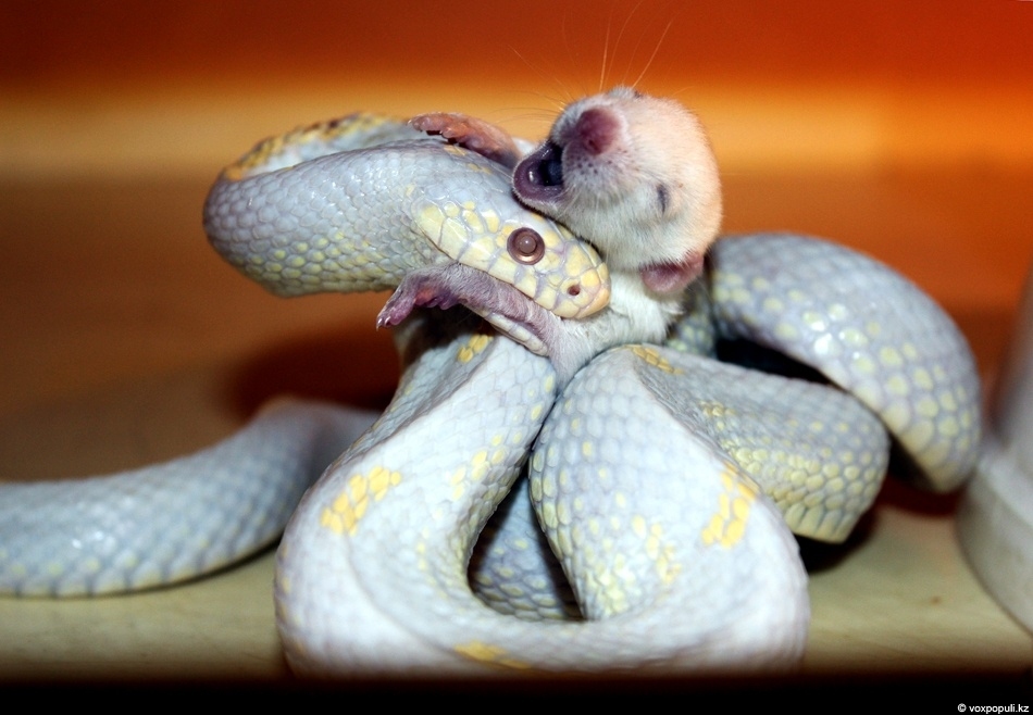 Питание змей мышами