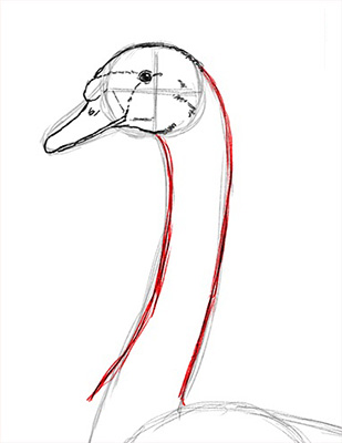 Как нарисовать лебедя карандашом - Шаг 11