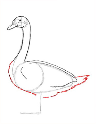 Как нарисовать лебедя карандашом - Шаг 13