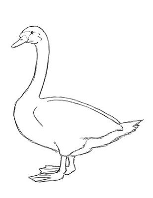 Как нарисовать лебедя карандашом - Шаг 15