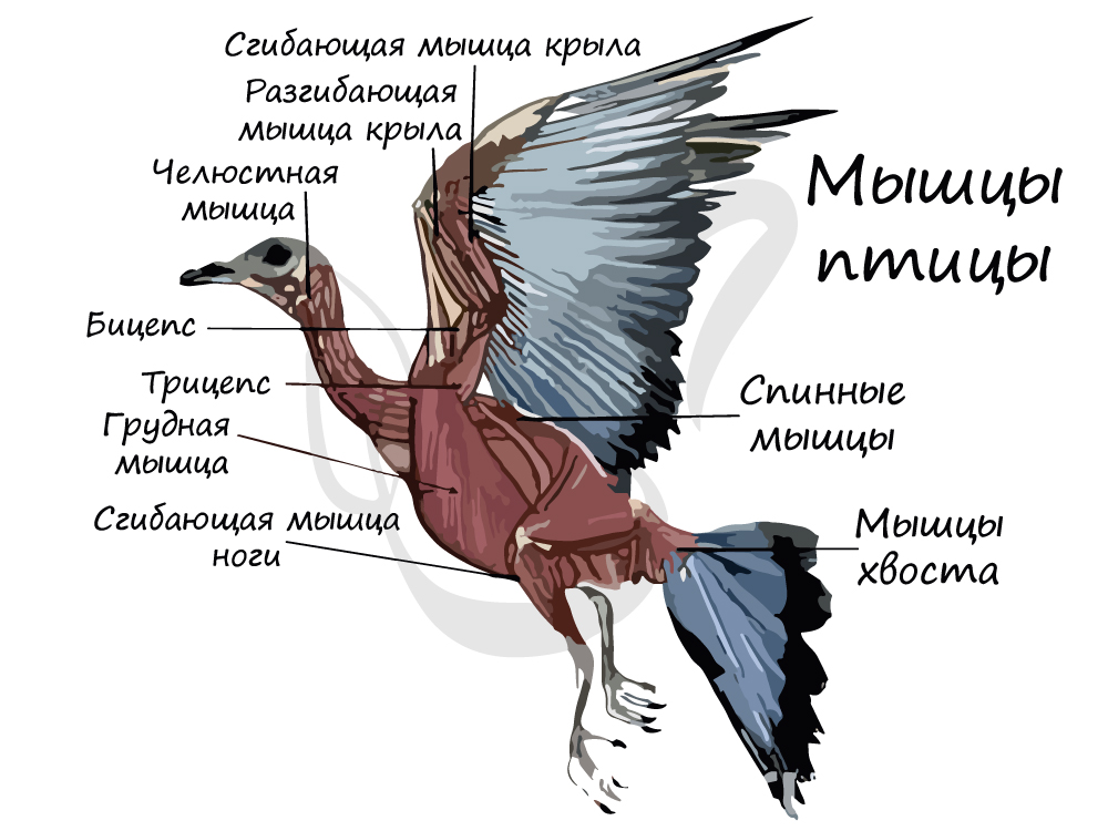 Мышечная система птицы