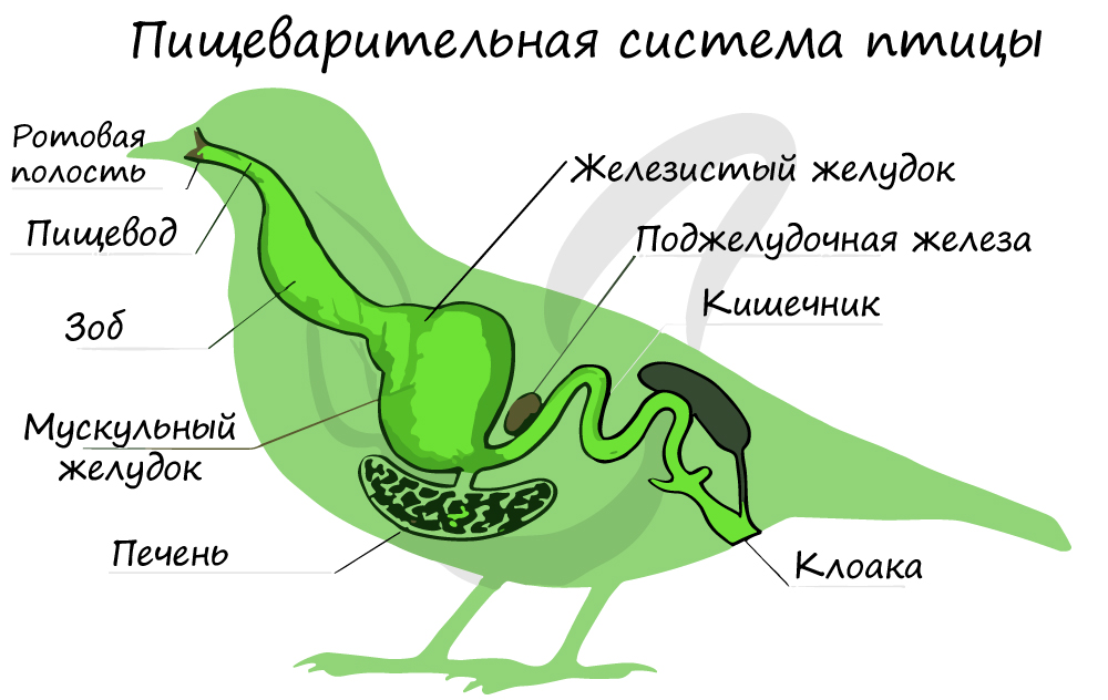 Пищеварительная система птицы