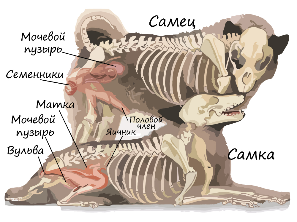Половая система млекопитающих