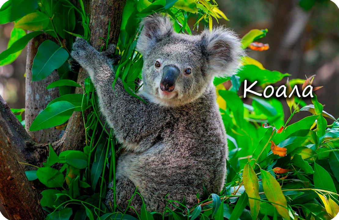 Отряд сумчатые, коала