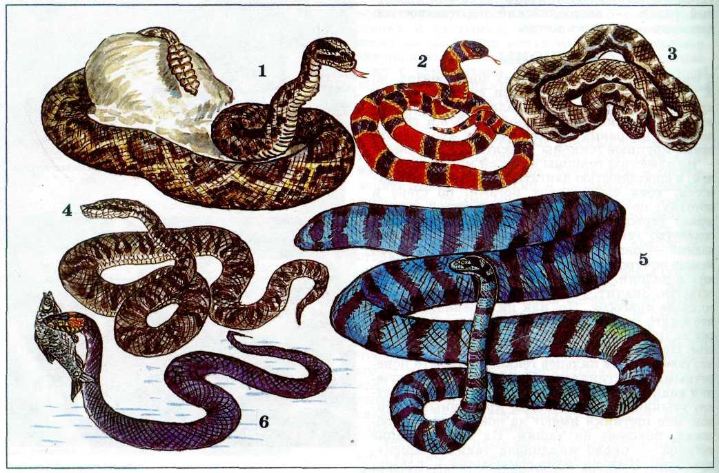 Змея аспидов 5. Коралловый Аспид змея. Египетский Аспид змея. Морская змея Аспид. Королевская Кобра Аспиды.