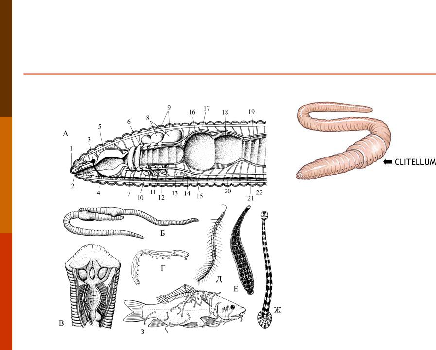 Сегмент дождевого червя