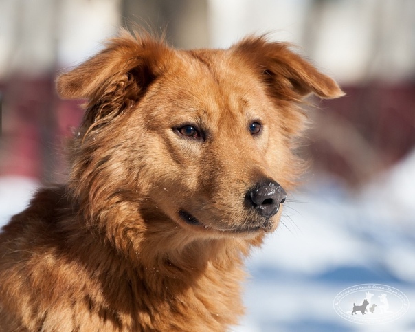 Фото милых дворняжек