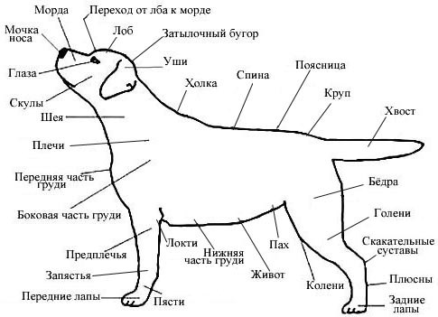 Собака части тела рисунок