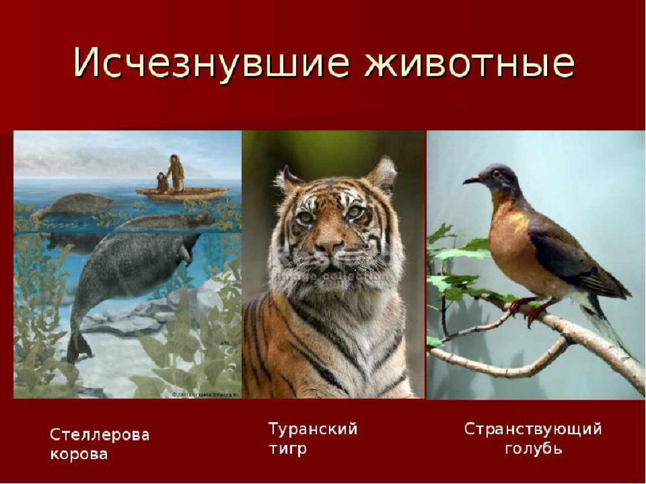 Красная книга животных фото и названия