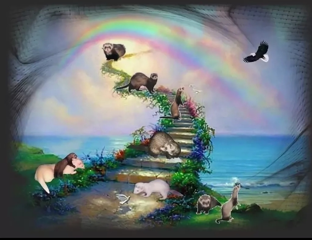 Куда уходят души собак. Мост радуги. Животные по радуге. Мост радуги для птиц. Животные на радуге.