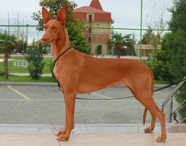 Египетские собаки породы название с фото