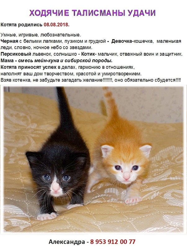 Имена для маленьких котят. Имя для маленькой кошечки. Имена для котят девочек.