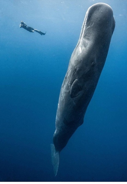 Кто больше кит или кашалот фото