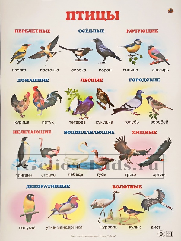 Птицы названия 2 класс. Зимующие птицы и перелетные птицы с названиями для детей. Карточки зимующие и перелетные птицы. Перелетные и зимующие птицы список для детей. Перелетные птицы для дошкольников.