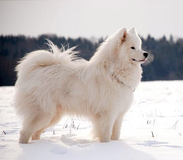 Большие белые собаки порода и фото