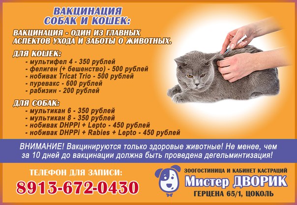 Сколько надо прививок кошке