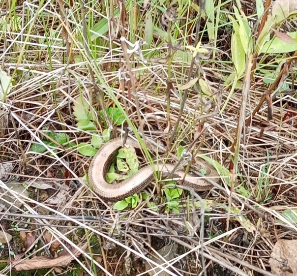 Медянка змея фото ядовитая как выглядит
