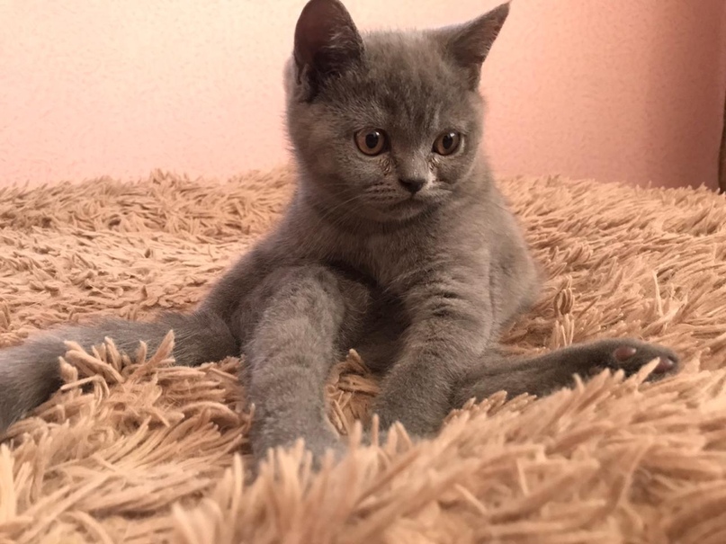 Британские котята фото прямоухие серые