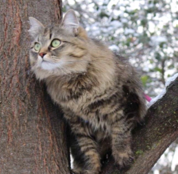 Кот лесной сибирский фото