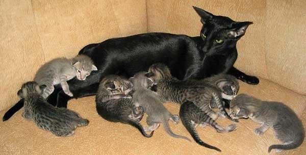 Какие котята рождаются у черной кошки. Котята обычной кошки. Двухдневный котенок. Котенок мама британка папа сфинкс.