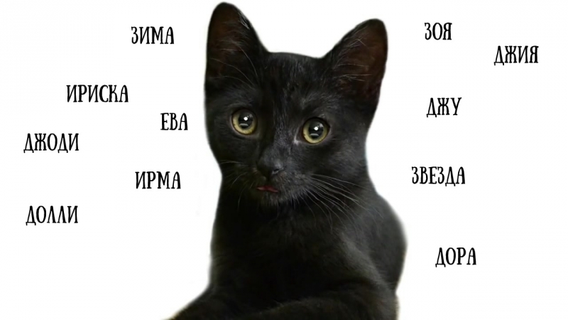 Как можно назвать тома. Кошачьи клички. Клички для кошек. Красивые кошачьи имена. Красивые имена для чёрных кошечек.