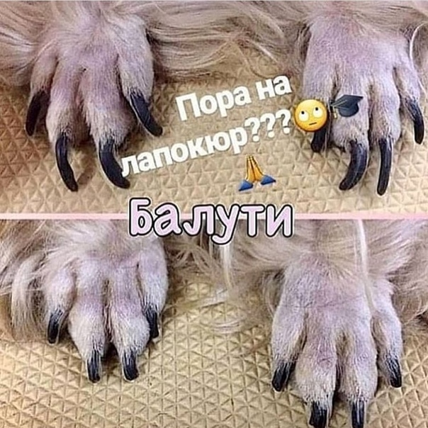 когти собаки