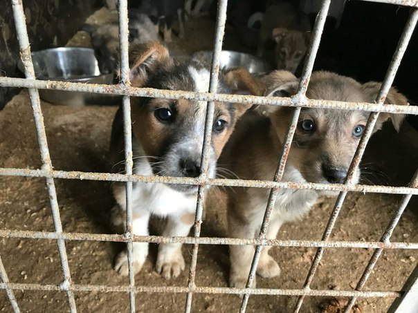 Приют работа вакансии. Приют белый Бим Йошкар-Ола. Приют белый Бим Кострома. Приют Бим в Челябинске. Приют для собак Челябинск Бим.