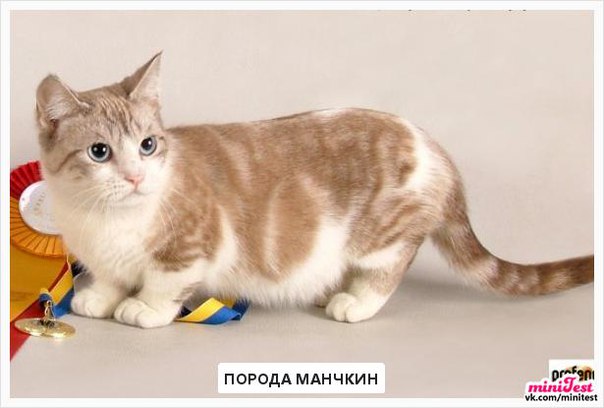 Породы кошек с фотографиями и названиями и описанием характера
