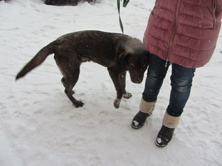 Собака упала с кровати не наступает на лапу