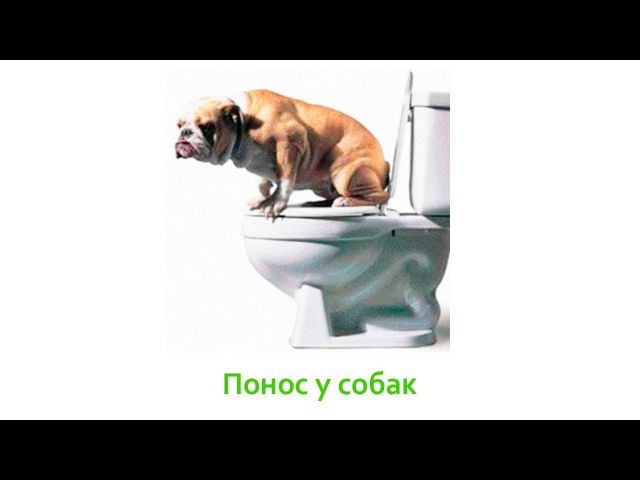 После поноса собака