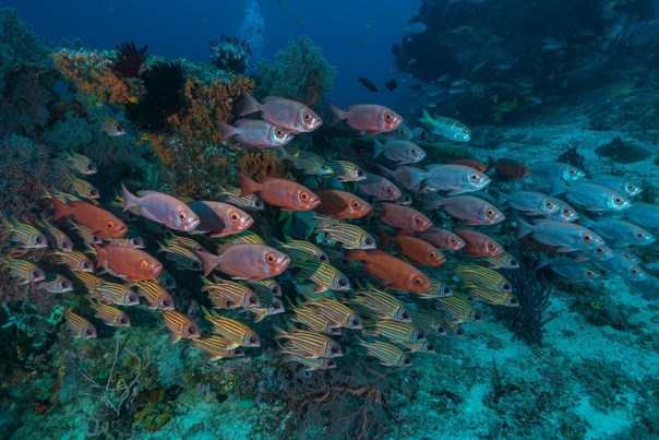 Рыбы черного моря названия и фото съедобные и несъедобные