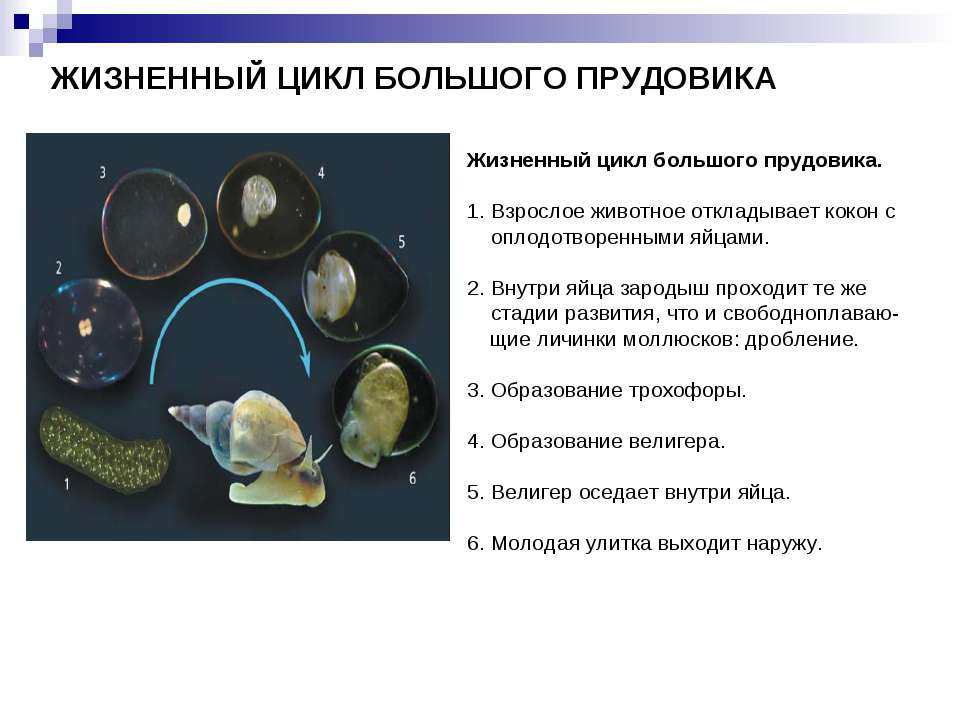 Малый прудовик личинка. Цикл развития прудовика. Жизненный цикл брюхоногих моллюсков схема. Жизненный цикл малого прудовика. Жизненный цикл большого прудовика.