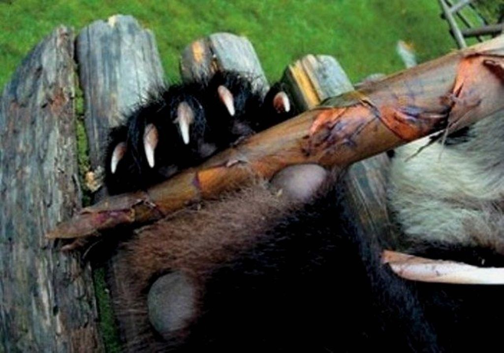 Такая небольшая с виду выпуклость неплохо заменяет пандам большой палец.