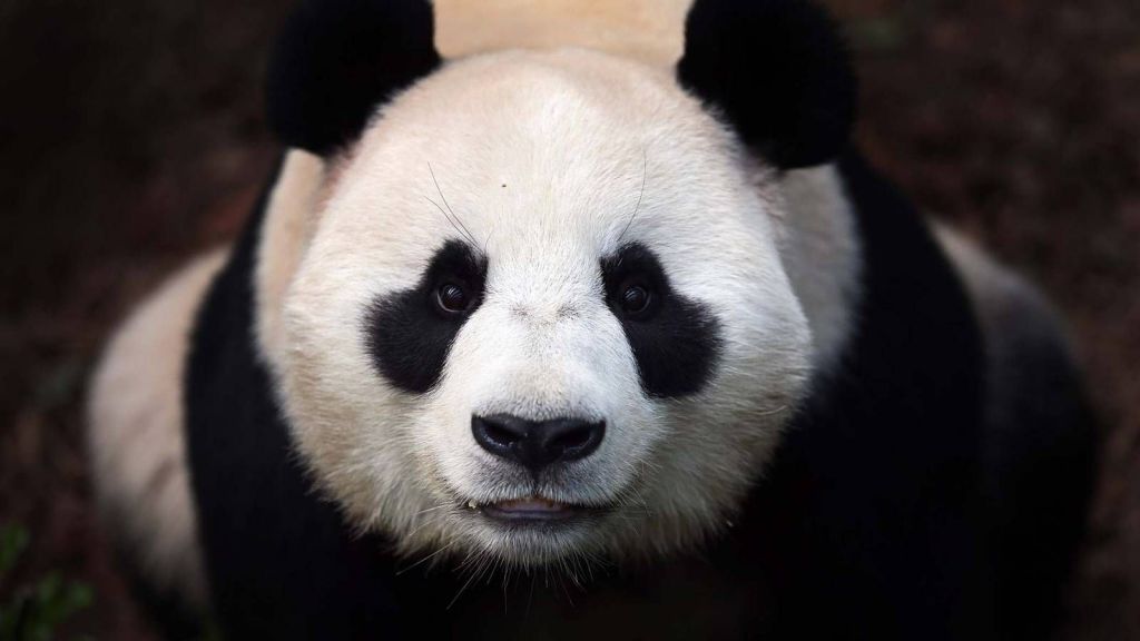 Большая панда получила ложный палец благодаря бамбуковой диете.