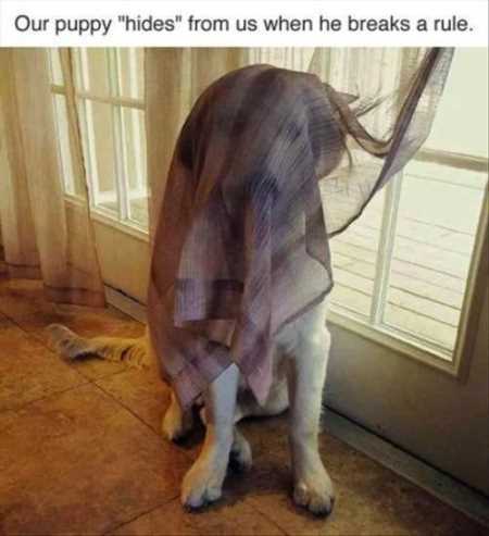 37 Hilarious Animal Pictures